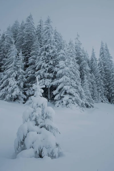 Piękny Widok Zimowy Las Sosnami Pokrytymi Śniegiem — Zdjęcie stockowe