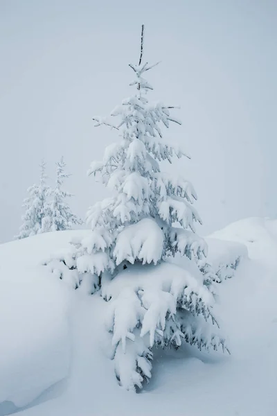 눈덮인 소나무가 — 스톡 사진