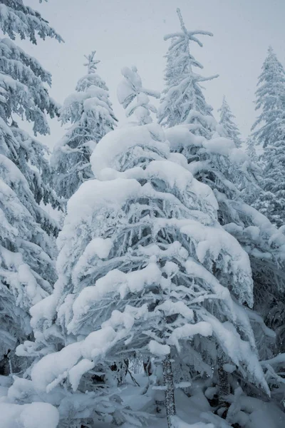 Vacker Utsikt Över Vinterskogen Med Snötäckta Tallar — Stockfoto