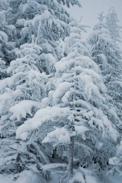 Hermosa Vista Del Bosque Invierno Con Pinos Cubiertos Nieve — Foto de Stock