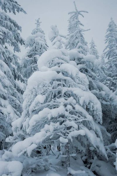 Zimní Říše Divů Zasněženými Borovicemi Horách — Stock fotografie