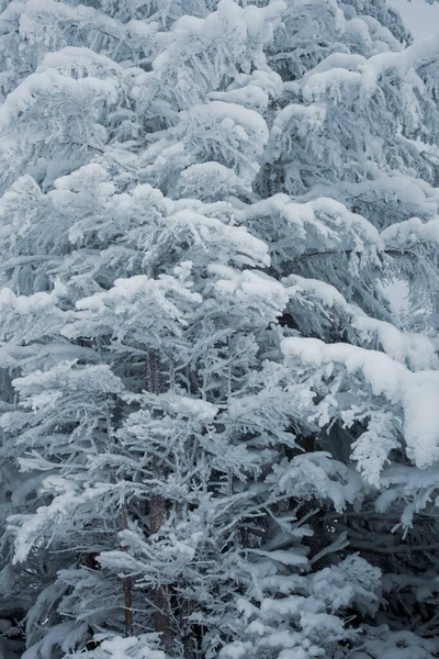 Krásný Výhled Zimní Les Zasněženými Borovicemi — Stock fotografie