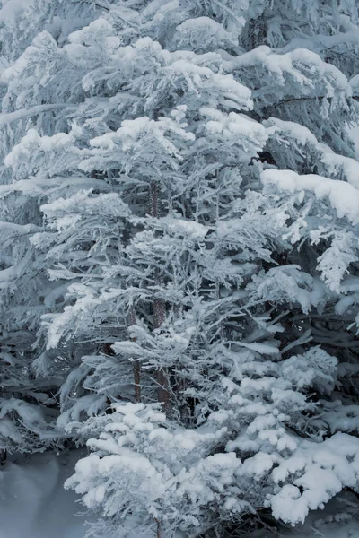 Pemandangan Indah Dari Hutan Musim Dingin Dengan Salju Tertutup Pohon — Stok Foto