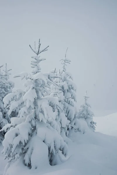Bela Vista Floresta Inverno Com Pinheiros Cobertos Neve — Fotografia de Stock
