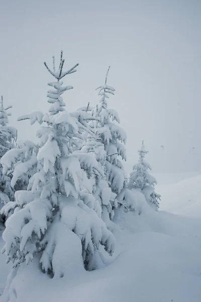 Hermosa Vista Del Bosque Invierno Con Pinos Cubiertos Nieve —  Fotos de Stock