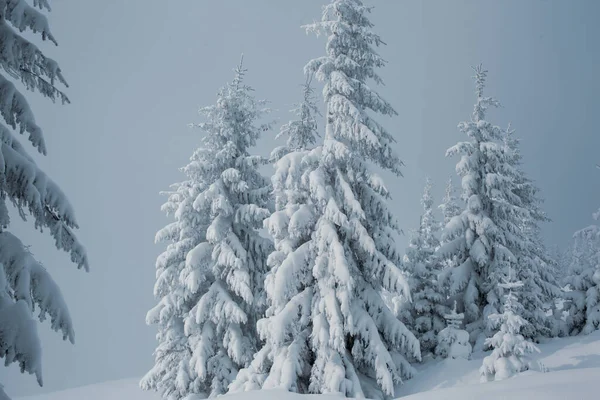 Hermosa Vista Del Bosque Invierno Con Pinos Cubiertos Nieve —  Fotos de Stock