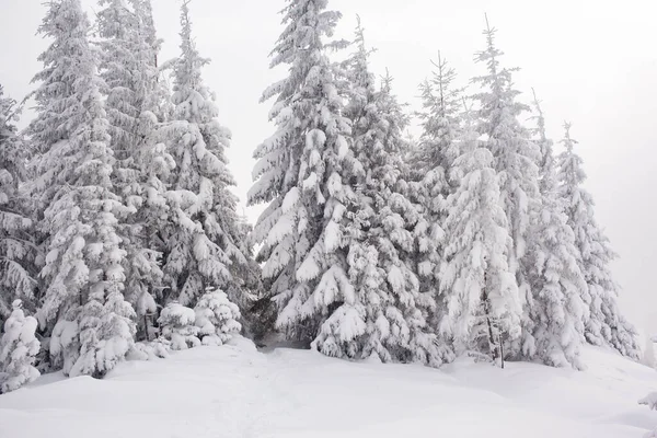 Winterwonderland Met Besneeuwde Dennenbomen Bergen — Stockfoto