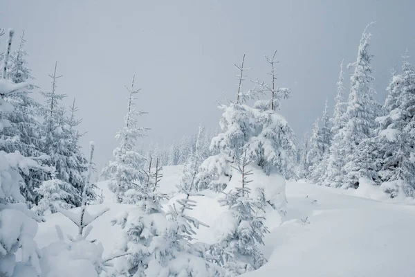 Dağlarda Karla Kaplı Çam Ağaçları Olan Kış Harikalar Diyarı — Stok fotoğraf