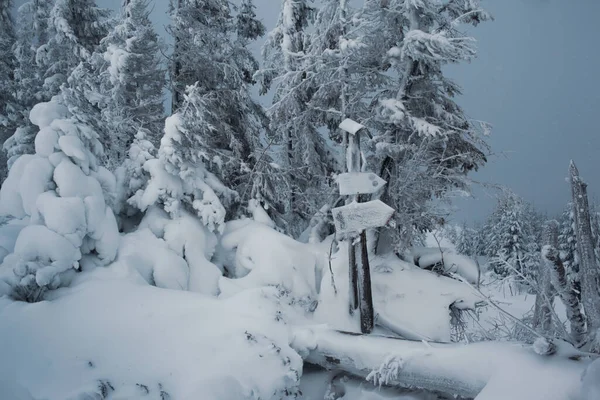 stock image beautiful view of the winter forest with snow covered pine trees