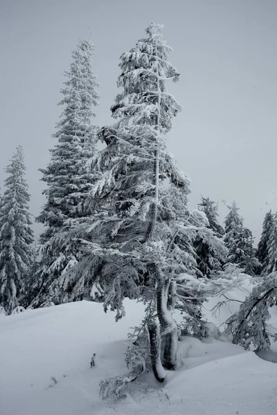 Прекрасный Вид Зимний Лес Заснеженными Соснами — стоковое фото