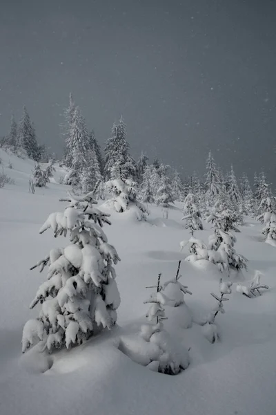 冬天的仙境 山上有白雪覆盖的松树 — 图库照片