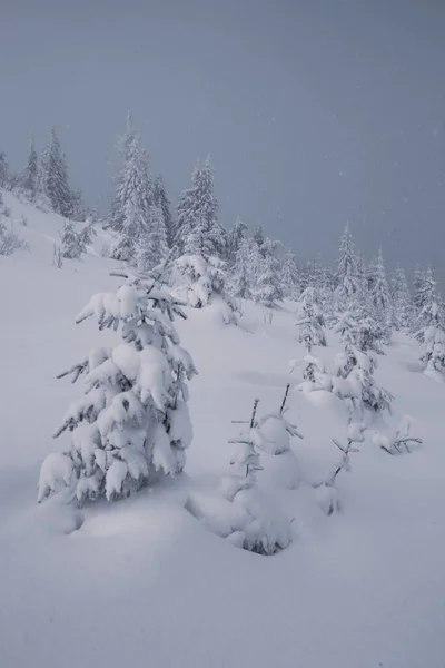Maravilla Invernal Con Pinos Nevados Las Montañas — Foto de Stock
