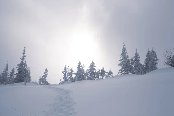 山の中で雪をかぶった松の木と冬の不思議の国 — ストック写真