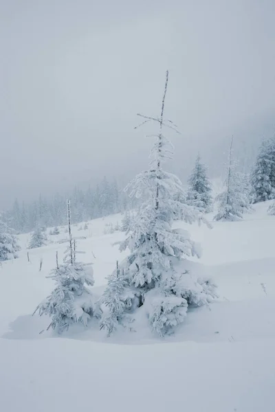 冬天的仙境 山上有白雪覆盖的松树 — 图库照片
