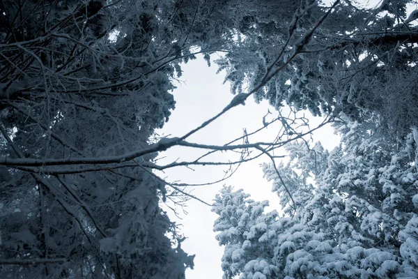 Winterwunderland Mit Schneebedeckten Kiefern Den Bergen — Stockfoto