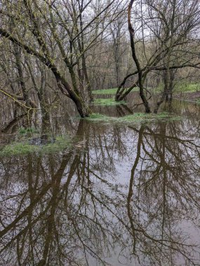 Nehir taştıktan sonra parktaki ağaçlar suyla doldu.