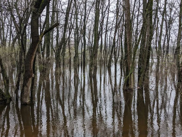 Copacii Din Parc Fost Inundați Apă După Revărsat Râu — Fotografie, imagine de stoc
