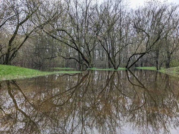 Trees Park Flooded Water Overflowed River — Stock Photo, Image