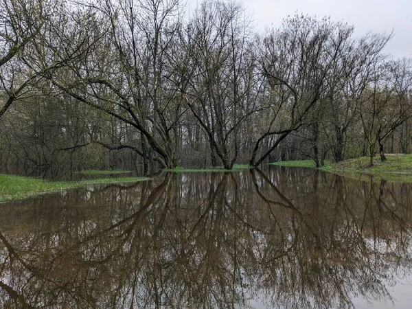 Trees Park Flooded Water Overflowed River — Stock Photo, Image