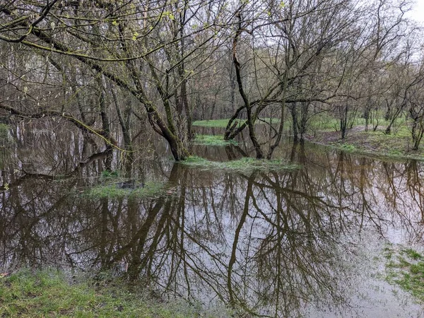 Árboles Parque Inundados Agua Después Desbordarse Del Río — Foto de Stock
