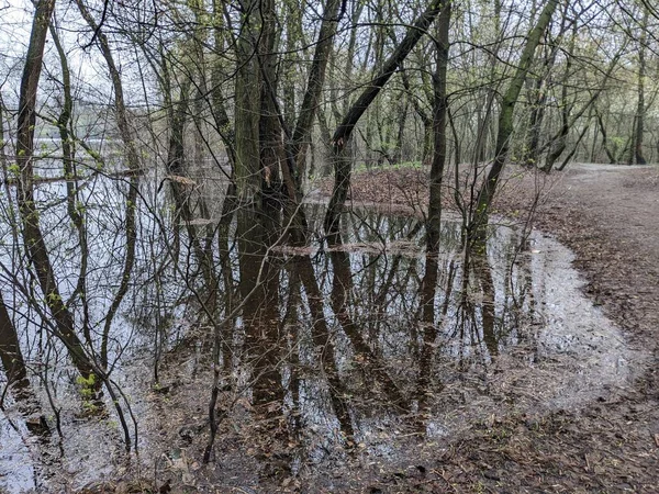 Drzewa Parku Zalane Wodą Spłynięciu Rzeki — Zdjęcie stockowe