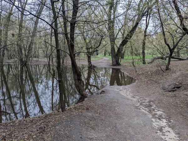 Arbres Dans Parc Inondés Eau Après Débordement Rivière — Photo