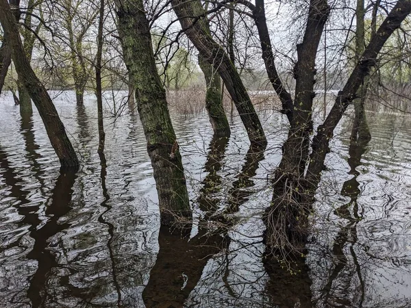 河水泛滥后公园里的树木被水淹没了 — 图库照片