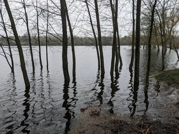 Bäume Park Nach Überflutung Des Flusses Mit Wasser Überflutet — Stockfoto