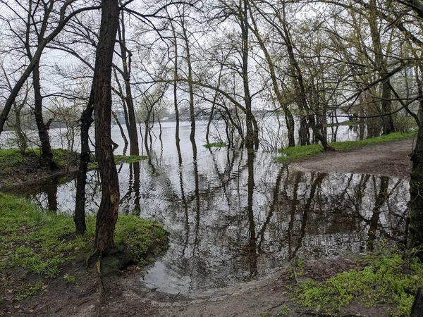Дерева Парку Затоплені Водою Після Переповнення Річки — стокове фото