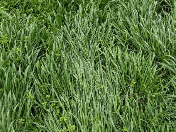 Красивий Зелений Фон Трави Навесні — стокове фото