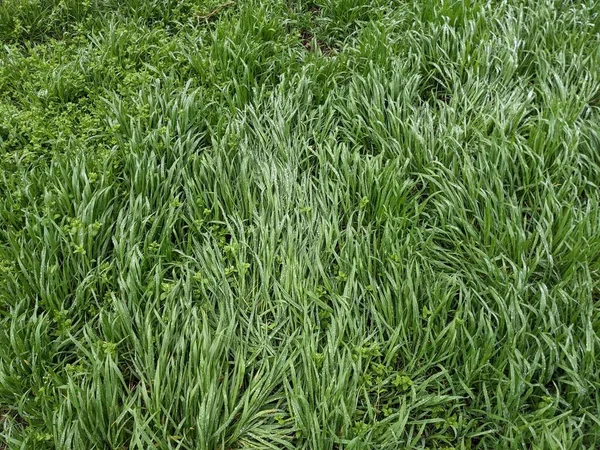 Красивый Зеленый Травяной Фон Весной — стоковое фото
