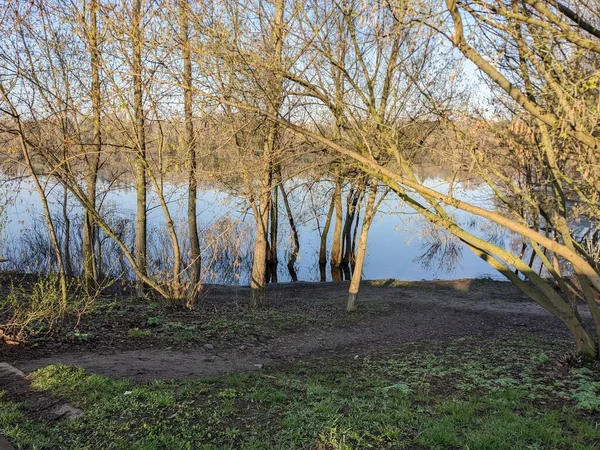 Bäume Park Nach Überflutung Des Flusses Mit Wasser Überflutet — Stockfoto