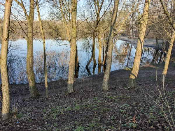Alberi Nel Parco Inondati Acqua Dopo Straripamento Del Fiume — Foto Stock