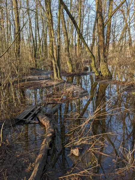 Arbres Dans Parc Inondés Eau Après Débordement Rivière — Photo