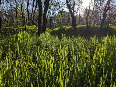 Bahçedeki yeşil çimenler ve ağaçlar