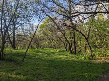 Ağaçları ve yeşil otları olan güzel bir manzara.