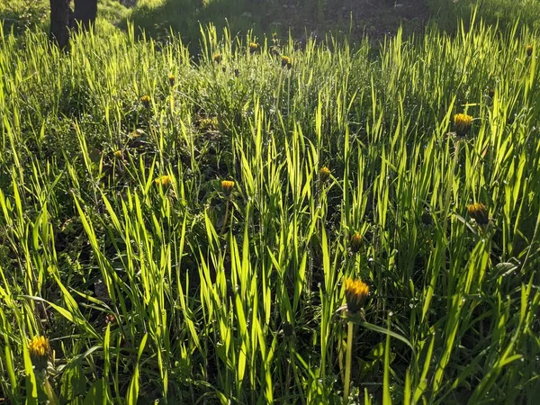 Grünes Gras Garten Vor Dem Hintergrund Der Natur — Stockfoto