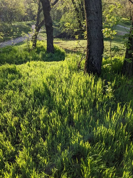 Grünes Gras Garten Vor Dem Hintergrund Der Natur — Stockfoto
