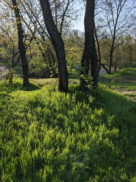 Piękny Krajobraz Drzewami Zieloną Trawą — Zdjęcie stockowe