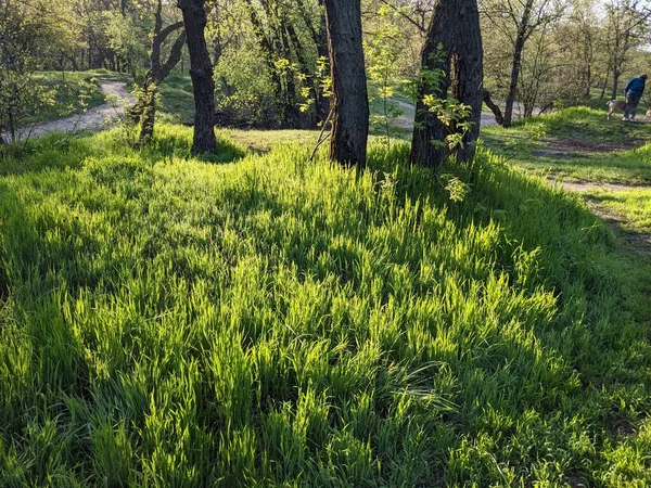 Zielona Trawa Ogrodzie Drzewa — Zdjęcie stockowe