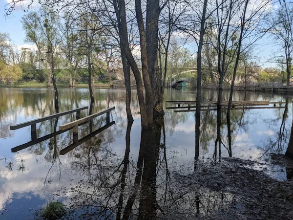 Деревья Парке Затоплены Водой После Перелива Реки — стоковое фото