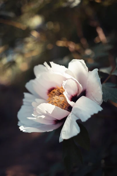 Flower of the dwarf peony. Blooming tree peony. Close-up. Rocky peony. Floral natural background.