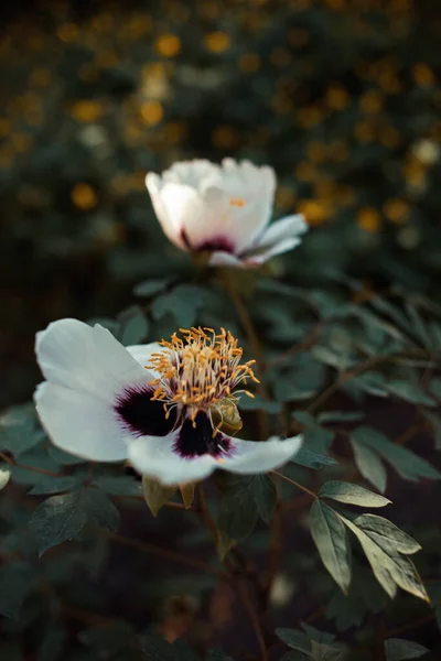 Flower of the dwarf peony. Blooming tree peony. Close-up. Rocky peony. Floral natural background.