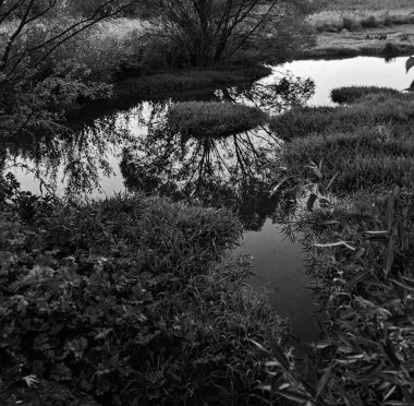 Ormandaki gölün güzel manzarası
