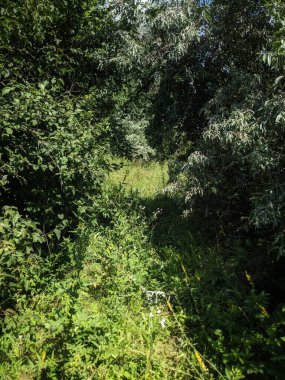 Parktaki yeşil orman