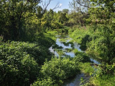 Ağaçlar, bitkiler ve nehirlerle dolu güzel bir manzara.