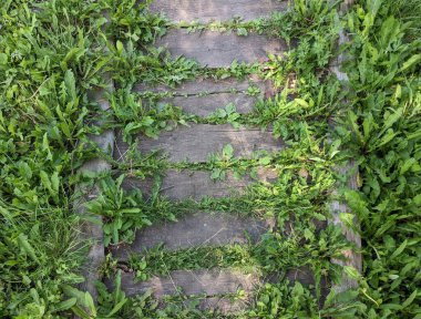 yeşil çimen dokusu arkaplanı