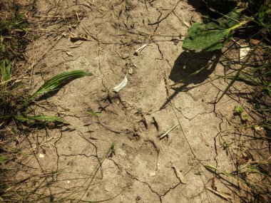 Kuru ve yeşil arkaplanı olan bir toprağın yakın plan çekimi.