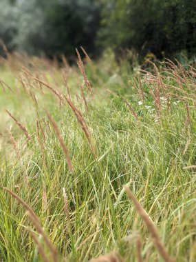 Doğal manzaranın güzel manzarası