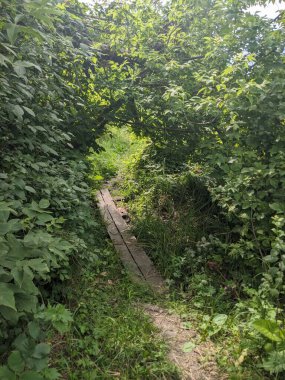 Ormanda yeşil çimenler